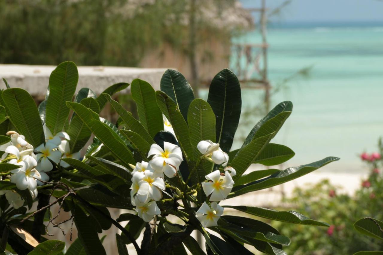 Villa Kiota Paje Εξωτερικό φωτογραφία